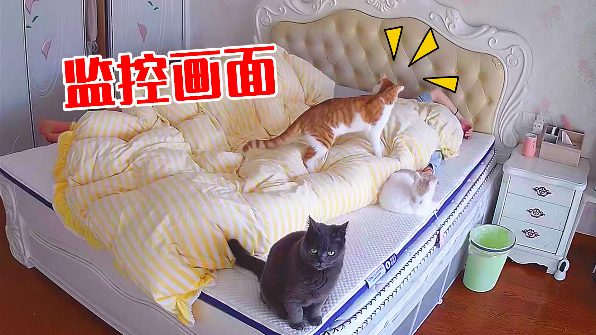 让4只猫陪睡一晚会发生什么?监控拍下猫咪迷惑行为!